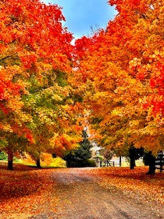 Autumn Sale 30% off